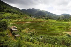 芒村梯田风景之美。图自越通社