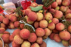 2025年芙蕖县早熟杂交荔枝。图自越通社