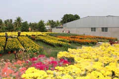 永隆省隆德坊永安花卉种植专业村。图自越通社