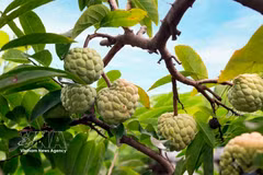三岛山脚下葡李番荔枝成熟季的甜蜜滋味