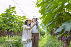 越南旅游的“绿色”方向。图自越通社