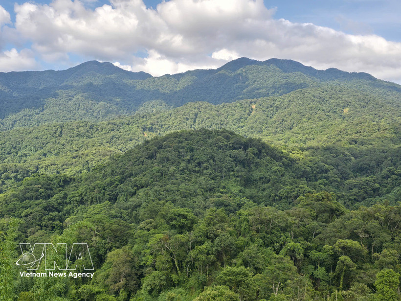 越南拥有1487万公顷森林，发挥着保障社会民生、发展经济的重要功能。图自越通社