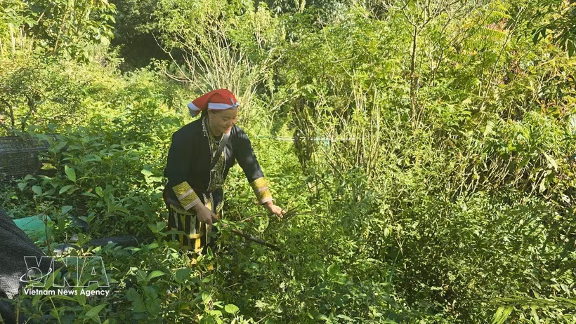 合作社社员陈美丽进山采草药。图自越通社