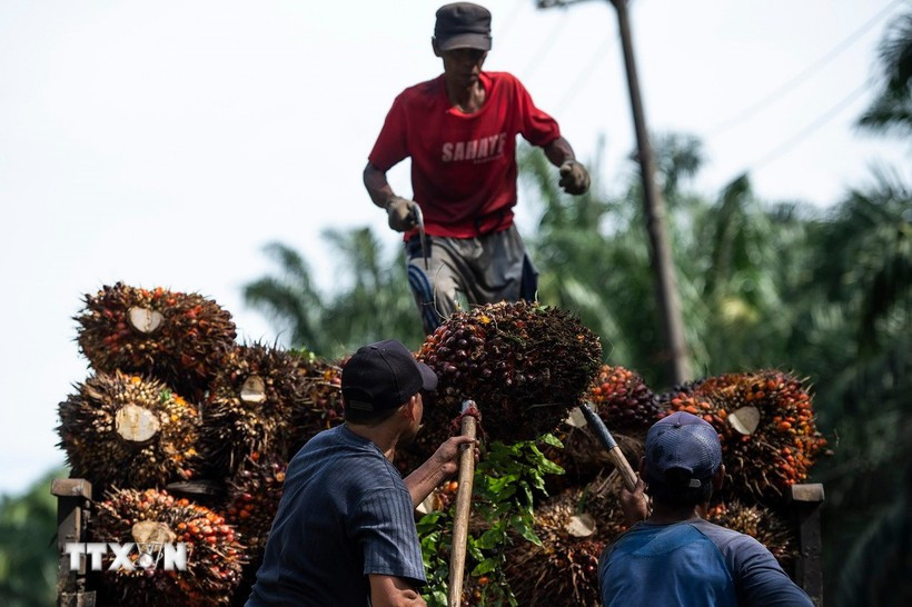 附图 图自越通社