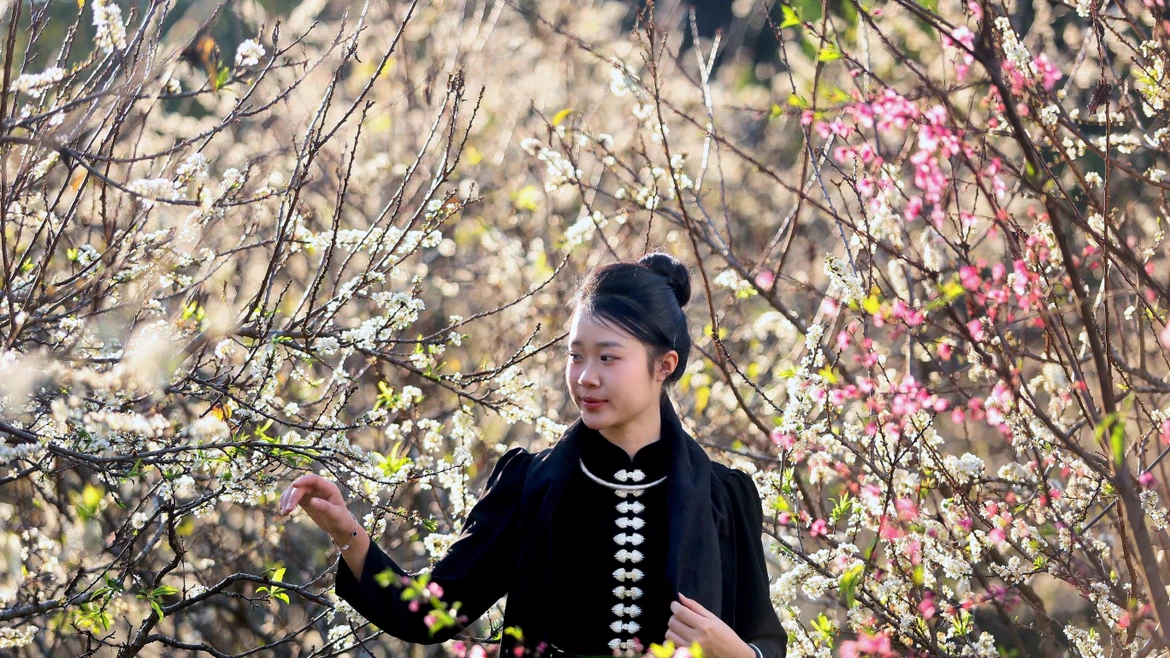 山罗省李花绽放 西北山区披上纯净“白衣”