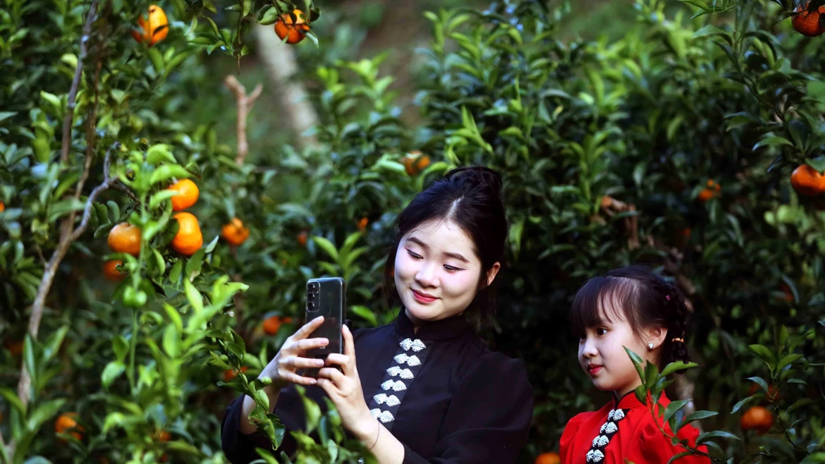 山罗省：将橘子生产与品牌建设和体验式旅游相结合