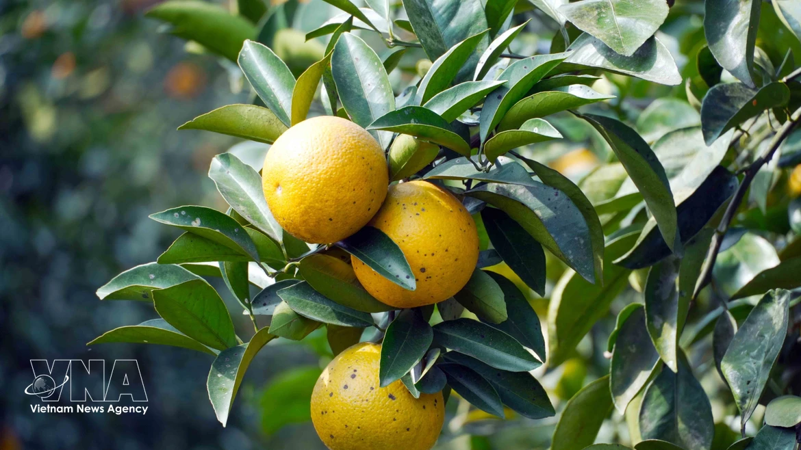 河静省上禄脆橙喜迎春节采收季：地方特产带动农业发展