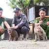 职能力量接收由人民移交的猴子。图自越通社