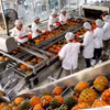 宁平省同交出口食品股份公司的出口菠萝加工活动。图自越通社