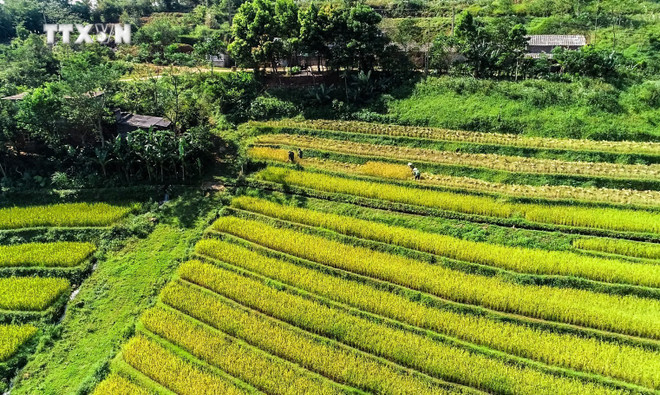 层层梯田如鳞次金波,蜿蜒随山势而展,仿佛披上了一袭金色长衫。图自越通社 miendoi1.jpg