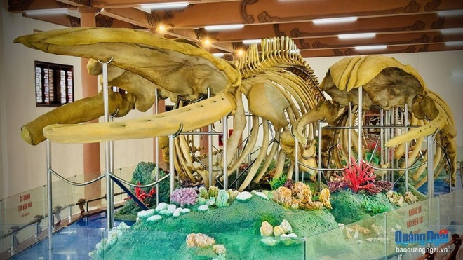 李山岛县两具翁鱼“玉骨”。图自广义报 xuong-ca-ong.jpg
