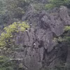 栖息于云龙湿地自然保护区的德氏乌叶猴。图片来源：越通社