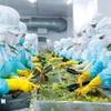 阿塞拜疆特别关注越南农产品加工。图自越通社
