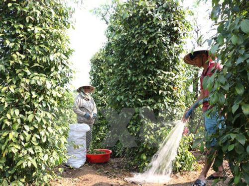 同奈省对德国和荷兰出口800余吨胡椒 ảnh 1 同奈省对德国和荷兰出口800余吨胡椒 ảnh 1