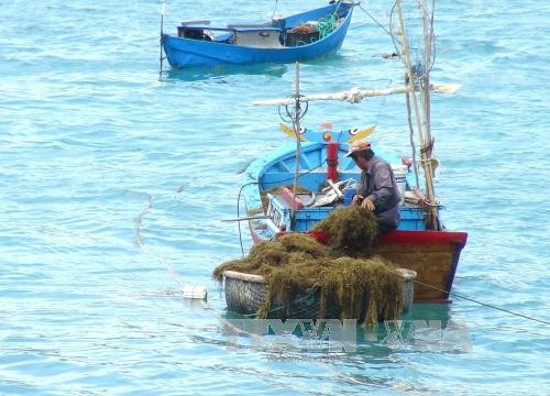 越南海岛:推动海洋经济发展与保障国防安全相结合 ảnh 3 越南海岛:推动海洋经济发展与保障国防安全相结合 ảnh 3