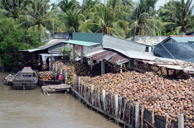 2017年前11月槟椥省主要产品出口增长良好 ảnh 1 2017年前11月槟椥省主要产品出口增长良好 ảnh 1