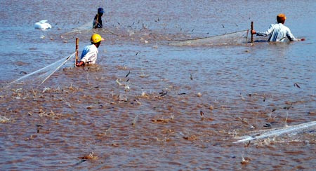 越南海洋岛屿：越南坚江省昏德县沿海地区南美白对虾养殖业 ảnh 1