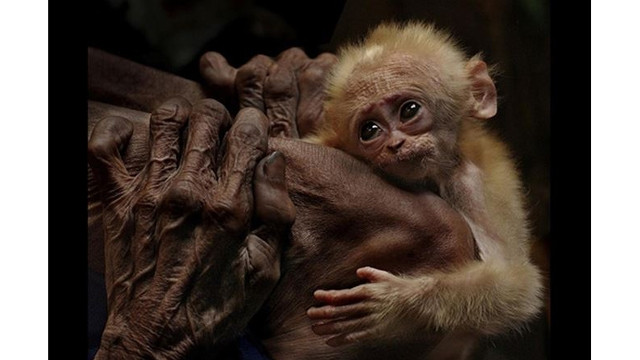 两名越南摄影家获国际摄影奖项 ảnh 1