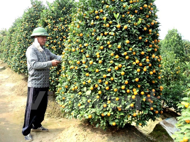 春节金桔盆景畅销 ảnh 1 春节金桔盆景畅销 ảnh 1