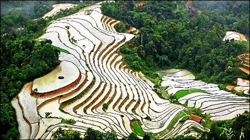 少数民族同胞的杰作-黄树皮梯田 ảnh 1 少数民族同胞的杰作-黄树皮梯田 ảnh 1
