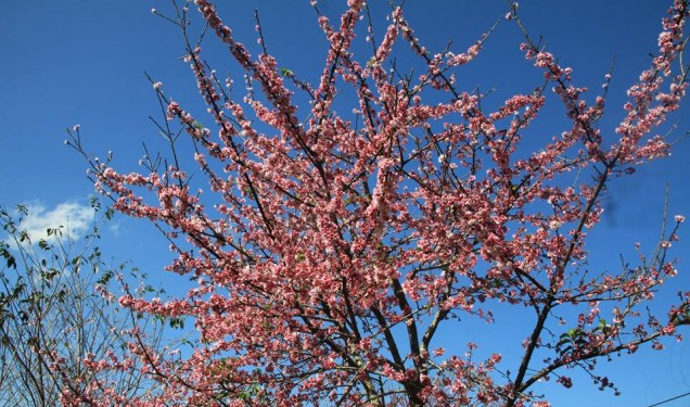 “赴帕框欣赏樱花”的奠边-帕框-樱花节将于2019年1月开场 ảnh 1 “赴帕框欣赏樱花”的奠边-帕框-樱花节将于2019年1月开场 ảnh 1