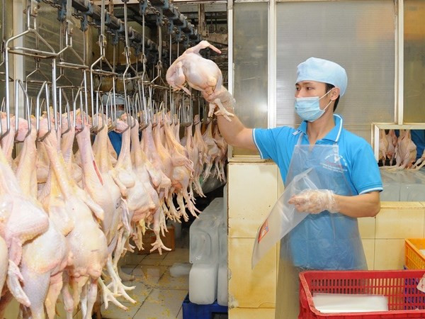 越南畜牧业应致力于扩大销售市场 ảnh 1 越南畜牧业应致力于扩大销售市场 ảnh 1