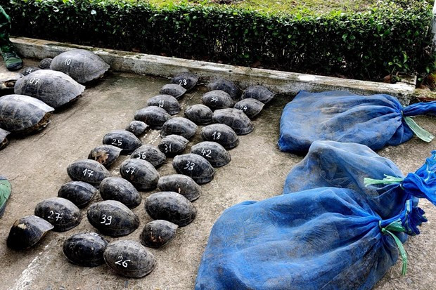 安江省发现一起跨境运输野生动物案 ảnh 1