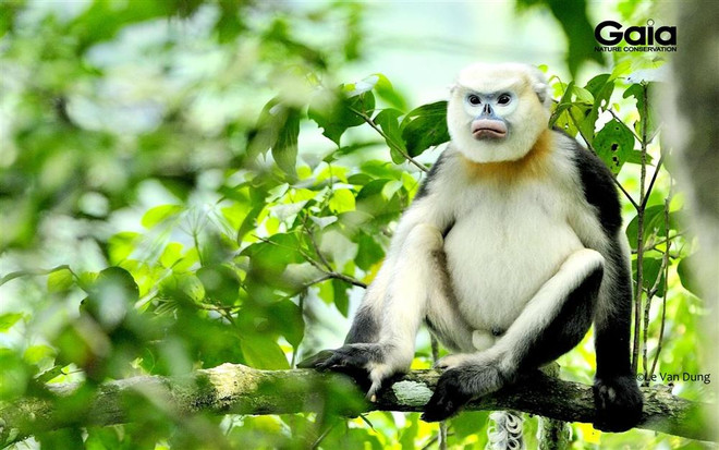 着力保护越南特有灵长类动物 ảnh 2 着力保护越南特有灵长类动物 ảnh 2
