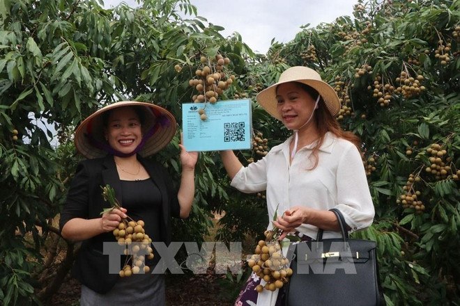 海阳省2022年龙眼园正式开园 ảnh 1 海阳省2022年龙眼园正式开园 ảnh 1