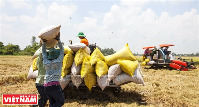 今日同塔梅 ảnh 13