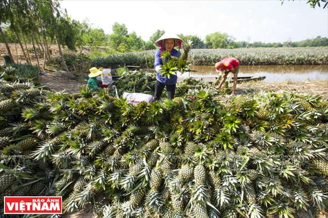 今日同塔梅 ảnh 8