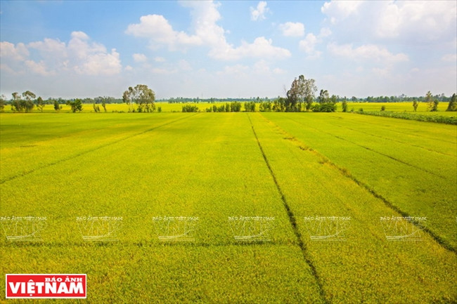 今日同塔梅 ảnh 11