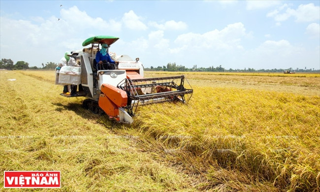 今日同塔梅 ảnh 12