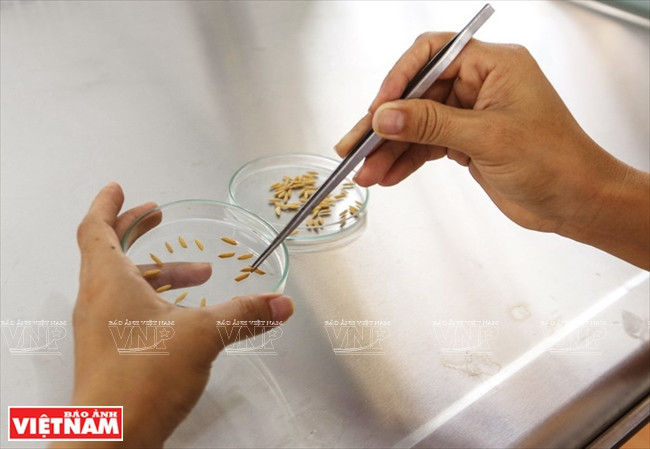 今日同塔梅 ảnh 5