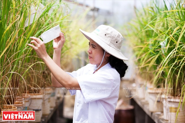 今日同塔梅 ảnh 4