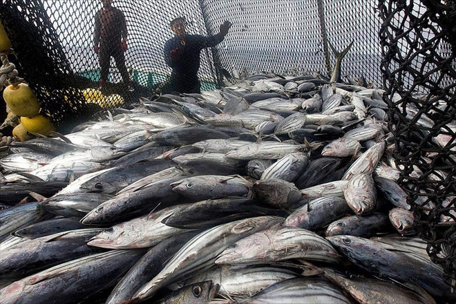 印尼向中国出口首批水产品 ảnh 1