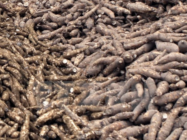 2015年前9个月越南木薯出口额达10.3亿美元 ảnh 1