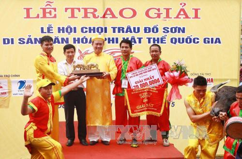 越南海防市涂山斗牛大赛落下战幕 ảnh 3