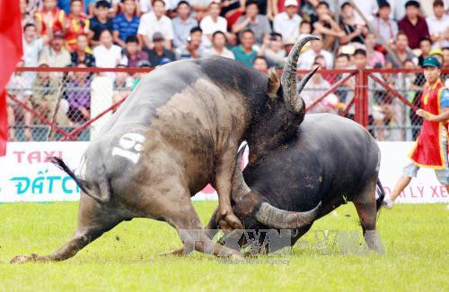 越南海防市涂山斗牛大赛落下战幕 ảnh 2