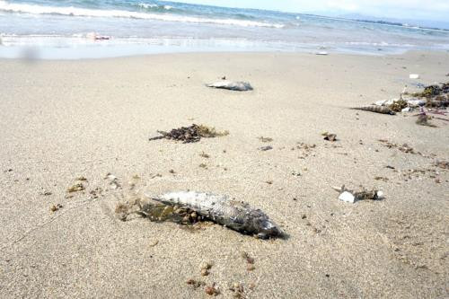 越南中部四省各种鱼类抽检结果将于9月初正式对外公布 ảnh 1 越南中部四省各种鱼类抽检结果将于9月初正式对外公布 ảnh 1