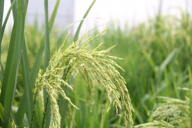 保护亚洲各大平原粮食系统倡议正式启动 ảnh 1 保护亚洲各大平原粮食系统倡议正式启动 ảnh 1