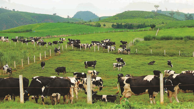 畜牧业迎来可持续发展的机会 ảnh 1 畜牧业迎来可持续发展的机会 ảnh 1