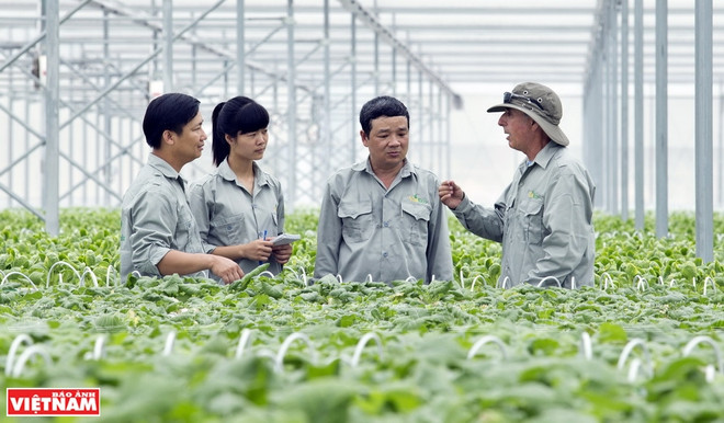 VinEco高科技菜园 ảnh 1 VinEco高科技菜园 ảnh 1