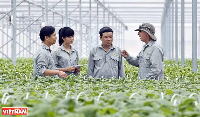 VinEco高科技菜园 ảnh 1
