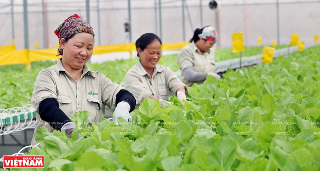 VinEco高科技菜园 ảnh 2 VinEco高科技菜园 ảnh 2