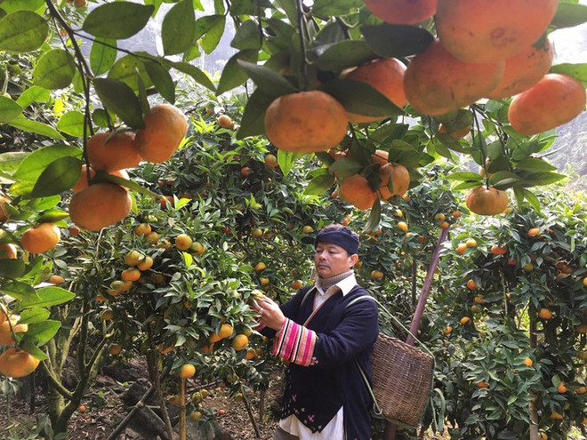 瑶族退伍老兵靠园林模式脱贫致富 ảnh 1 瑶族退伍老兵靠园林模式脱贫致富 ảnh 1