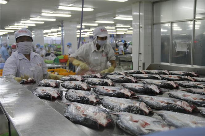 美国承认越南无鳞鱼类产品食品安全检验体系等效性 ảnh 1 美国承认越南无鳞鱼类产品食品安全检验体系等效性 ảnh 1