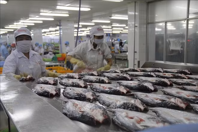 美国承认越南无鳞鱼类产品食品安全检验体系等效性 ảnh 1 美国承认越南无鳞鱼类产品食品安全检验体系等效性 ảnh 1