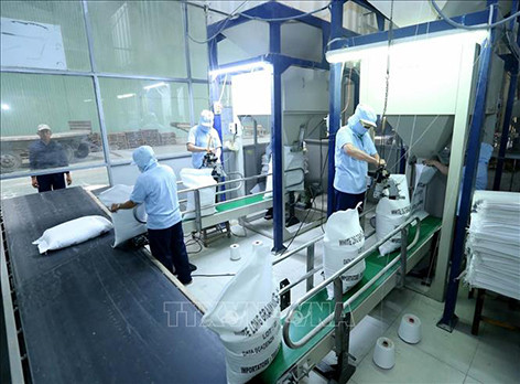 中国香港企业赴芹苴市考察大米市场 ảnh 2