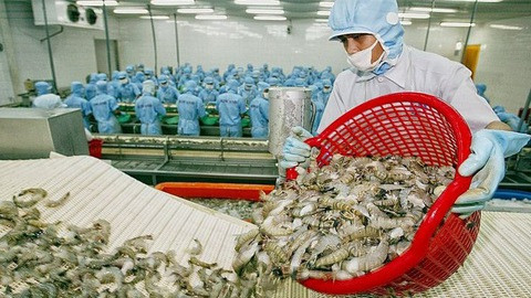 越南虾类对中国台湾的出口额攀升 ảnh 1 越南虾类对中国台湾的出口额攀升 ảnh 1